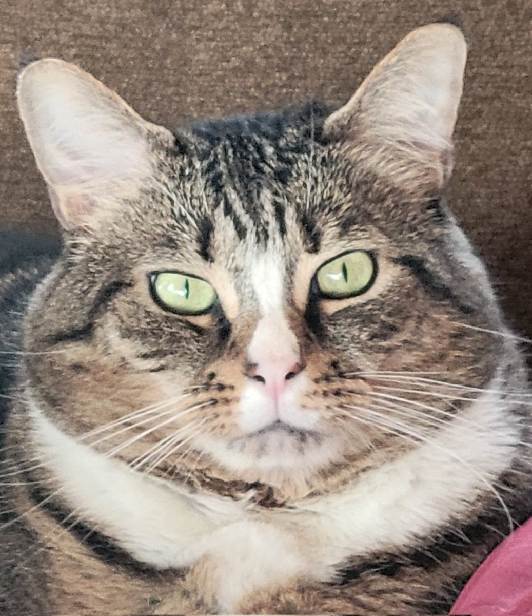 MikaTheCat tweet media