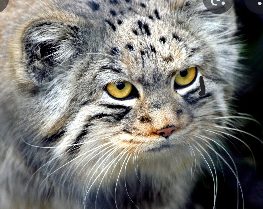 MikaTheCat tweet media