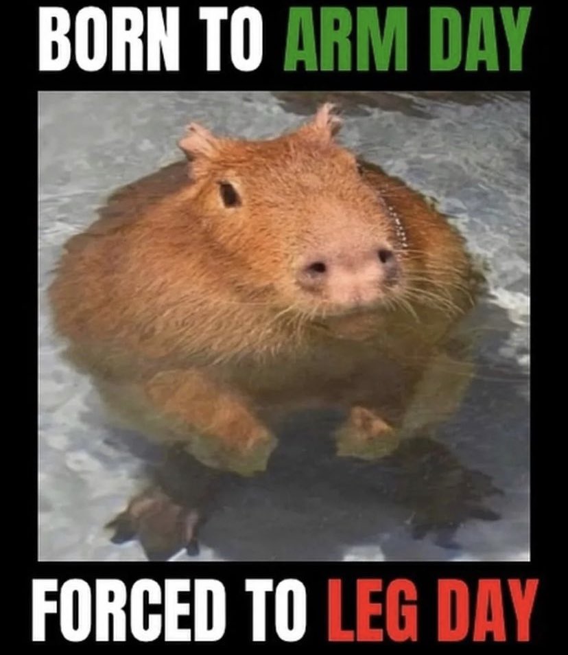 CapybaraGoddess's tweet photo. Im too nervous to fo to the gym because im so small https://t.co/Gj78qYLJ3s