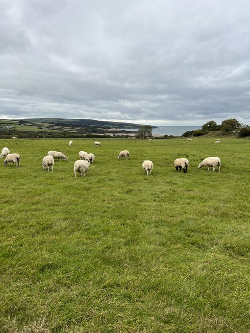 Damn sheep spoiling my view!!  Wait, I guess that mean I&rsquo;m in Wales 🏴󠁧󠁢󠁷󠁬󠁳󠁿🐑🏴󠁧󠁢󠁷󠁬󠁳󠁿🐑🏴󠁧󠁢󠁷󠁬󠁳󠁿 https://t<a href="/tag/chaturbate"class="tags"><span>#chaturbate</span></a>