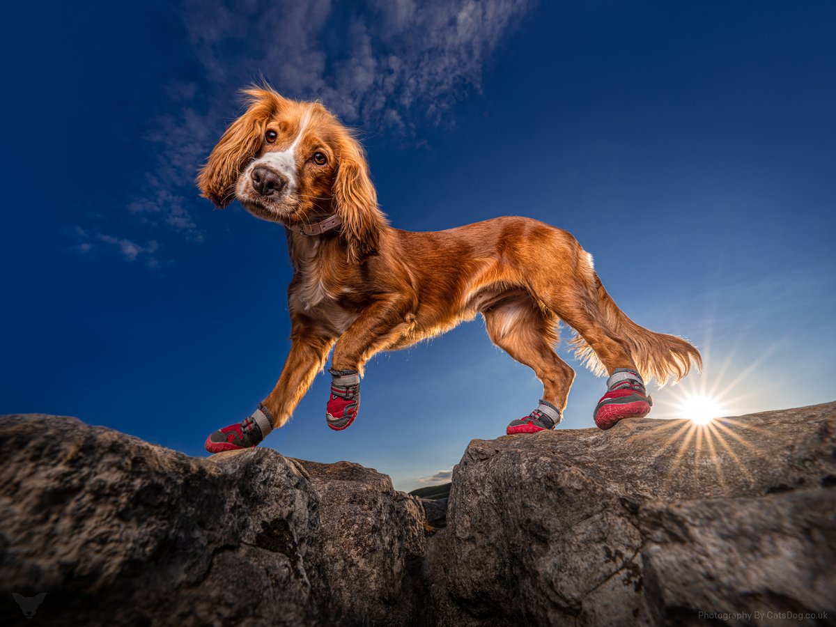 catsdogphoto's tweet photo. You can probably imagine my delight when Molly turned up for her session with us wearing brand-new dog booties that she had just picked up from a boutique in London the previous day. She walked all the way up to the top of Malham Cove (400 steps!) in them. #shoesfordogs #dogphoto https://t.co/RQgpZoyhHe