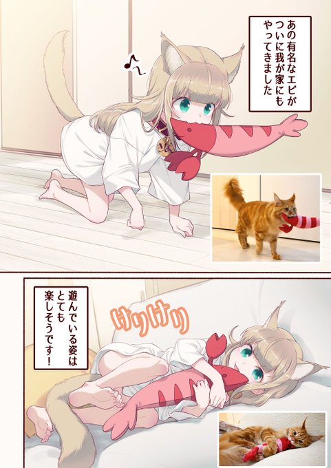 エビときなこ🦐🐈🐾
 #うちのねこが女の子でかわいい 