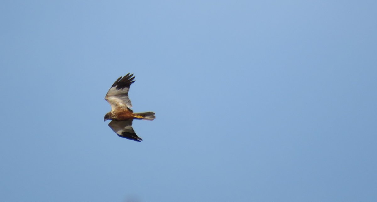 deNatuurRanger's tweet photo. Om #foxwild van te worden #vogeltrek: prachtochtend #Bargerveen @staatsbosbeheer met een mix van #birds #bruinekiekendief #mantelmeeuw #pimpelmees en #zwartkop 2322 stuks over 47 soorten @vogelnieuws @Sovon https://t.co/kb9t9UrJEQ