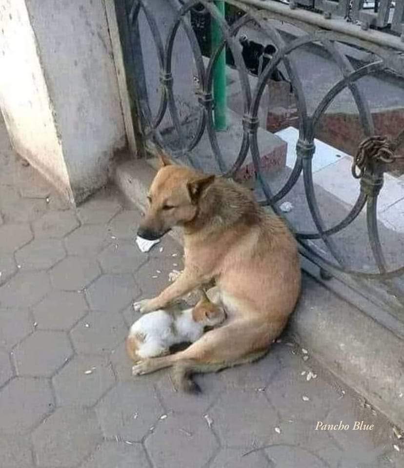 _1shiro's tweet photo. una imagen para sentir y pensar...
los animales no entienden de guerras, odios, intereses, rencores o envidias. 
ellos miran con el corazón, quizá si nosotros tuviéramos el corazón de ellos el mundo en que vivimos sería muy diferente... 
                  🐾🕊️💞❤️ https://t.co/flXVlDxq3B
