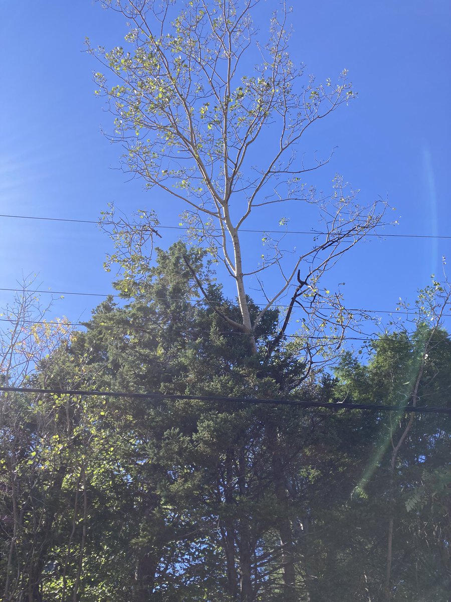 bethaneejc's tweet photo. Update: four wires down and one is dangling over the street. Not a wire expert, but they appear to be electrical. Saw a @nspowerinc van driving around the area but didn’t stop to look at this. Hopefully they are aware. We did call last night and left a report. https://t.co/dCs85xbBR8