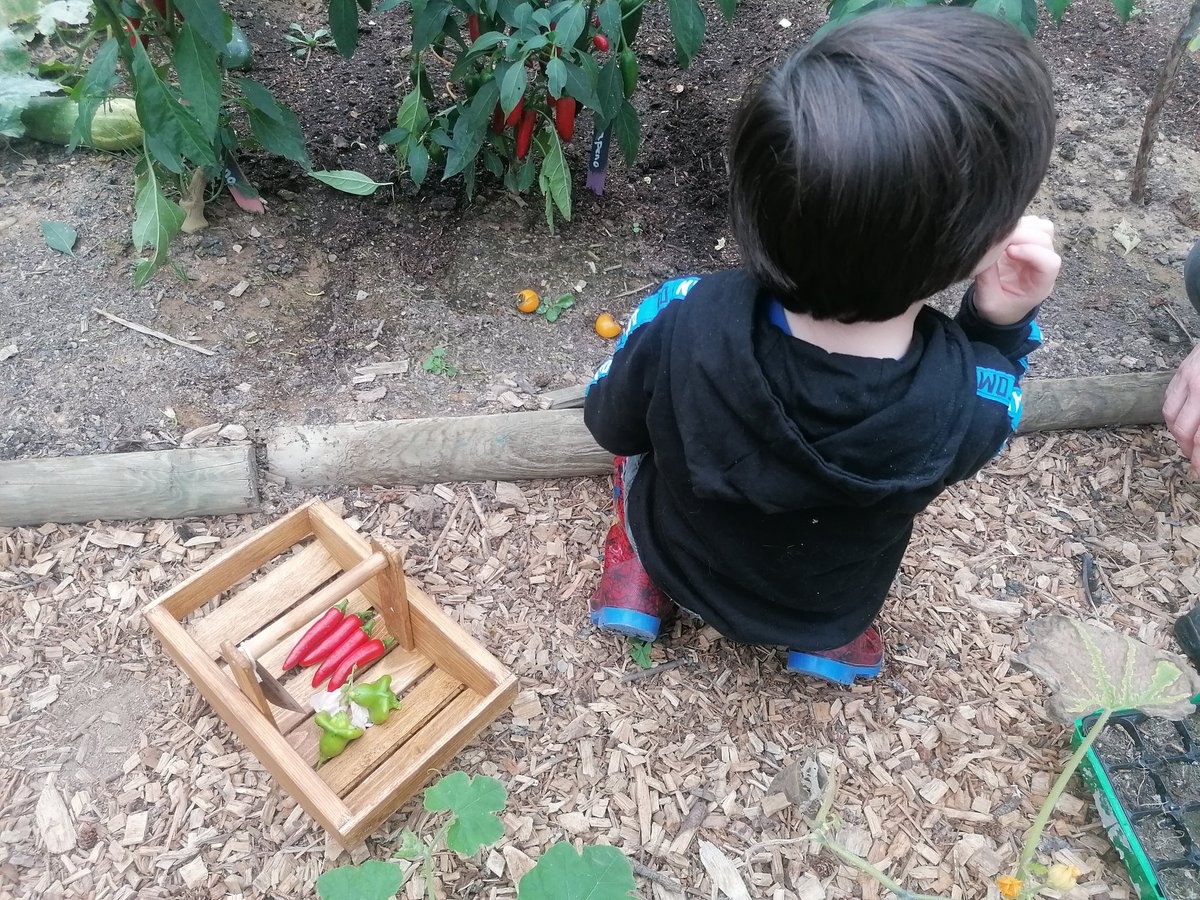 Using a little trug to harvest the last of the chillies from the tunnel with my littlest buddy... We're discussing how sharp secateurs are and how we need to be very careful 😁 #GIY #chillies