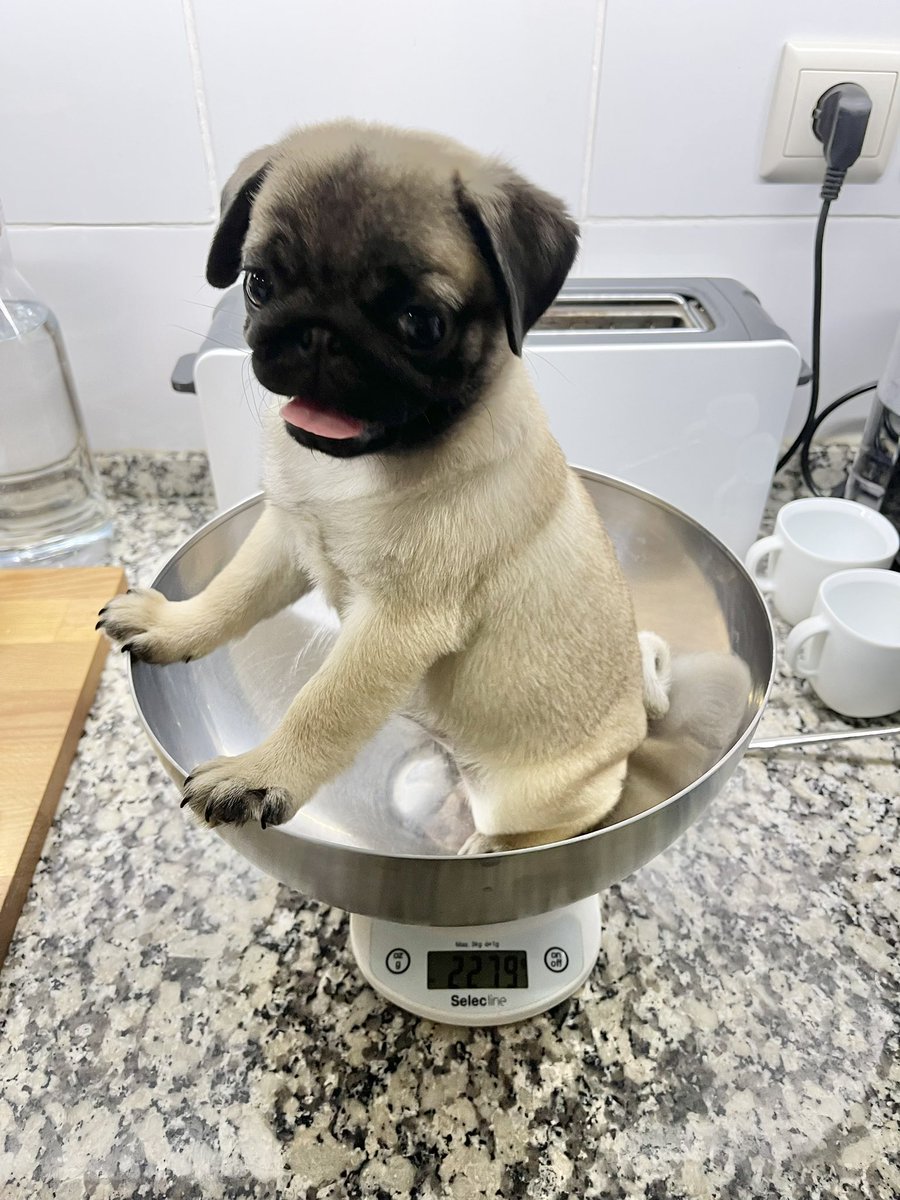 Fabio Giolito tweet media