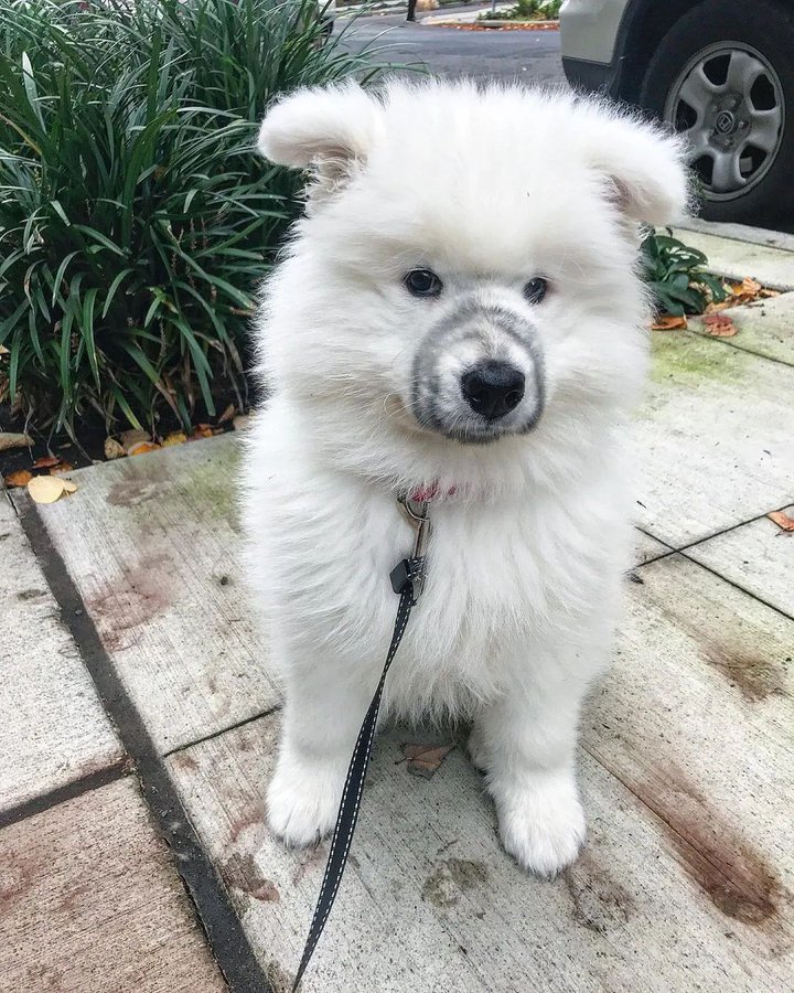 Todays_Cryptoo's tweet photo. Am i cute or what!
#samojedi #samoyed #doggo #dog #samoyeddream #sundayvibes #SundayMorning #SundayThoughts #sundayvibes https://t.co/vFeNqdrHxU