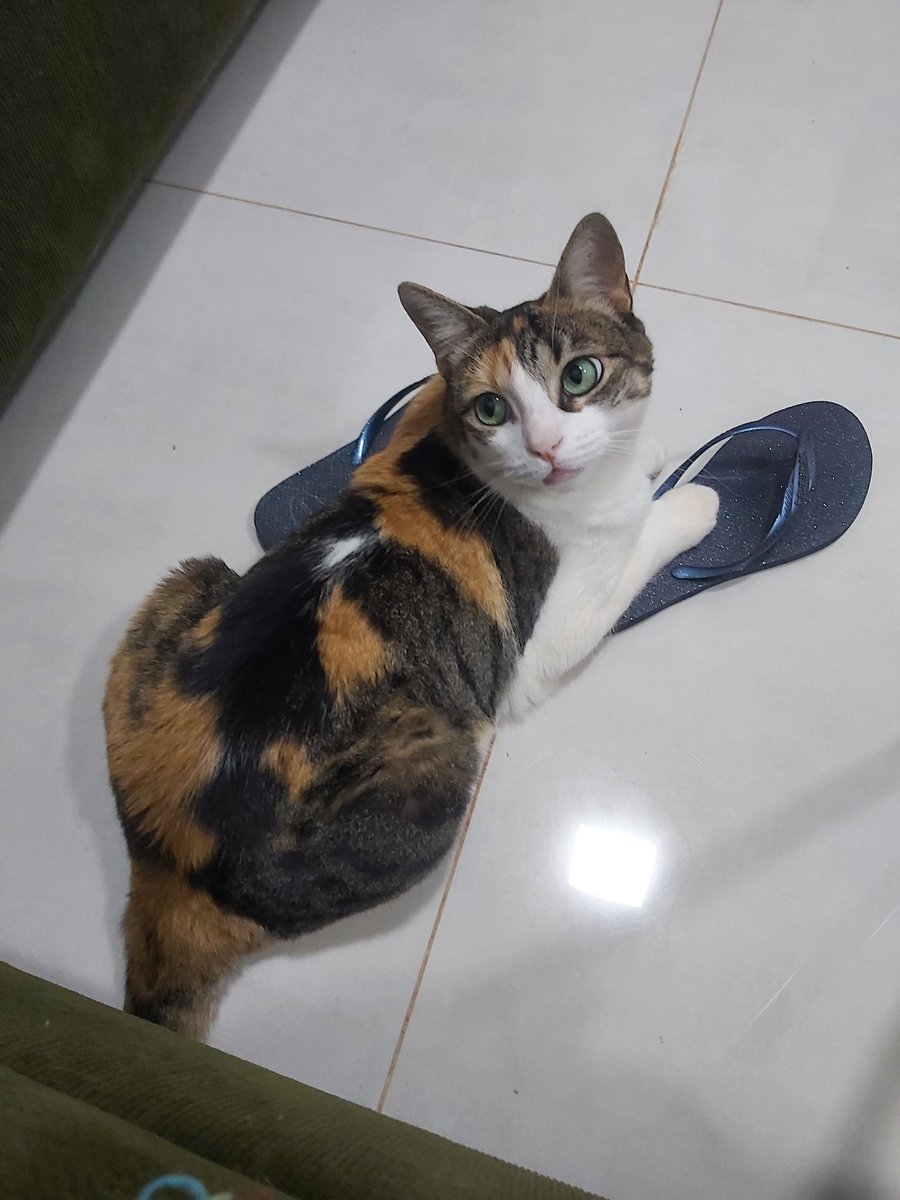 sandyberinghs's tweet photo. @itimaliasof Bella Brice 😻 https://t.co/HQaH7filXr