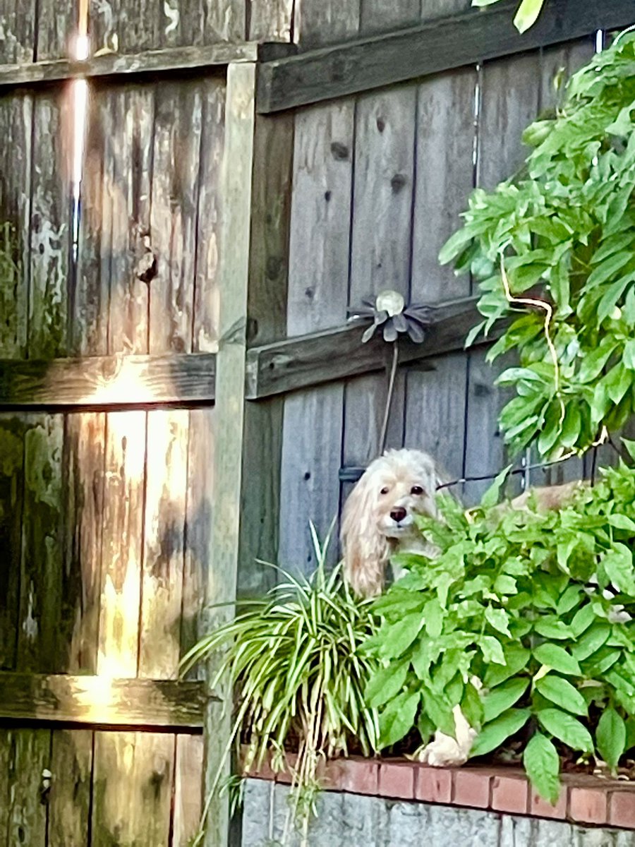 rockinrobynee's tweet photo. Where’s Lily? #squirrelchaser #dogs #California https://t.co/DjIDqCCi7o