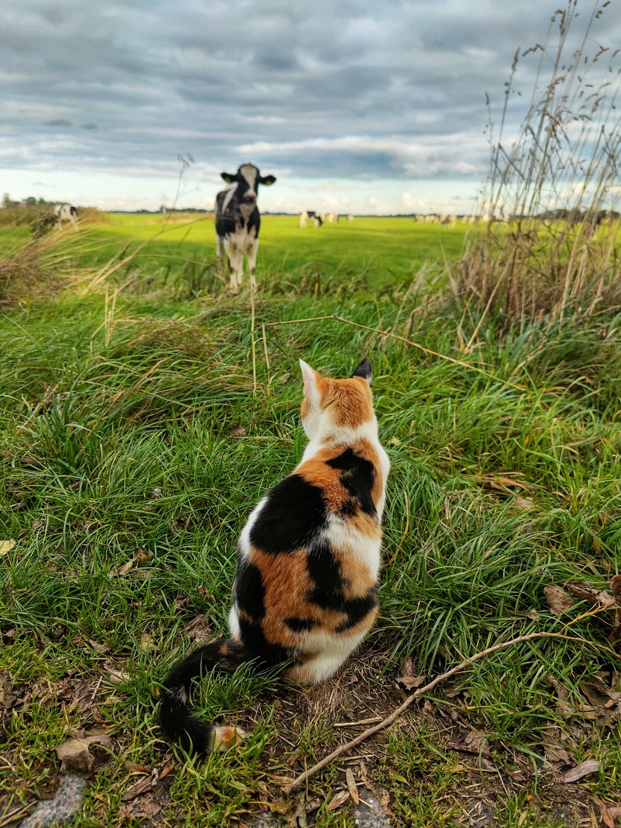 TienkeWouda's tweet photo. Wie kijkt naar wie? #platteland #wyns #farmers #boerderijdieren #wyns #friesland https://t.co/y9OyWWQkIP