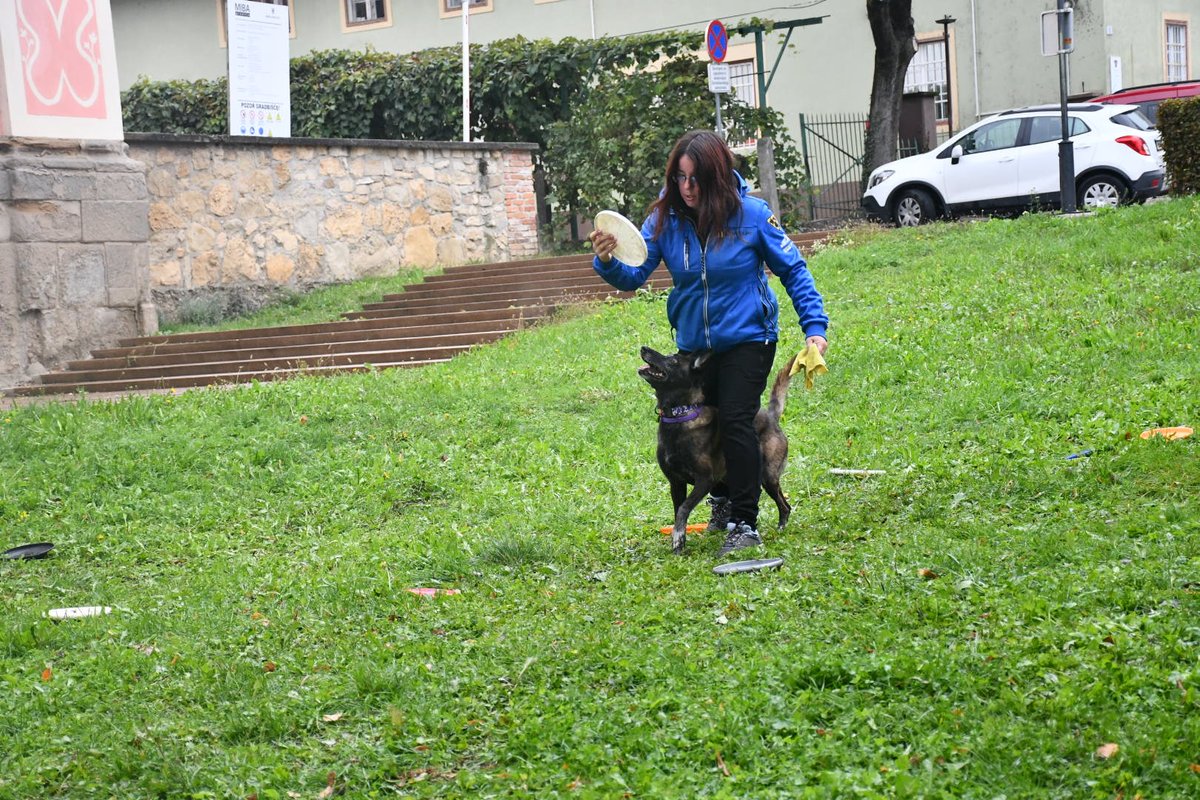 tina_perc's tweet photo. Me and my crazy malinois doing dog frisbee for show 🥏🥏

#dogfrisbee #discdog #Malinois #letecetacke https://t.co/19PsZlu7JQ