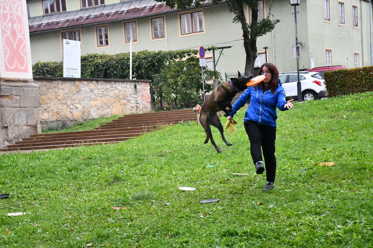 tina_perc's tweet photo. Me and my crazy malinois doing dog frisbee for show 🥏🥏

#dogfrisbee #discdog #Malinois #letecetacke https://t.co/19PsZlu7JQ