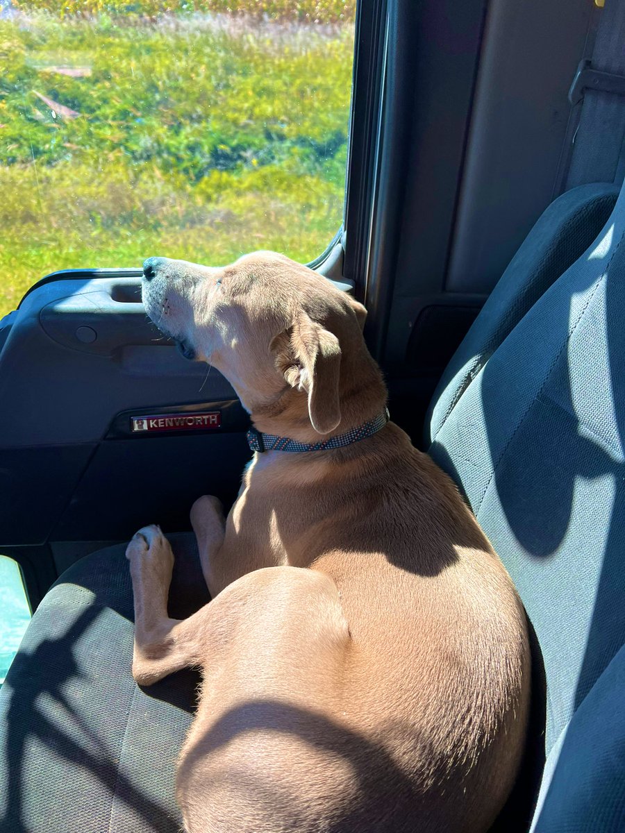 c_hudson5's tweet photo. Sully enjoying a Sunday Bean Run! #farmforfun #Harvest22 https://t.co/4XA89KQXZs