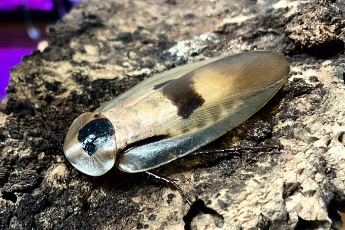 オオメンガタゴキブリ(Blaberus giganteus) 接写この迫力。 