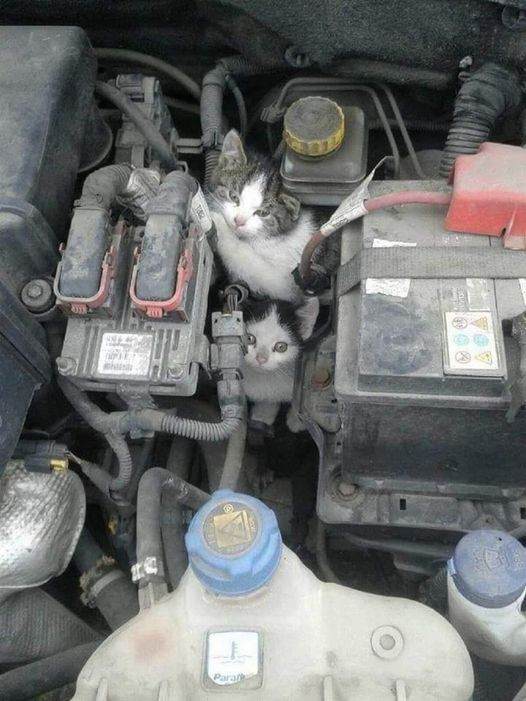 DelavegaPepita's tweet photo. LE FROID REVIENT !!! 
🙏 Pensez à vérifier sous le capot de votre voiture avant de prendre la route.
⚠️⚠️⚠️⚠️⚠️⚠️⚠️⚠️⚠️⚠️⚠️⚠️⚠️⚠️⚠️⚠️ https://t.co/n1vWL3UPkn