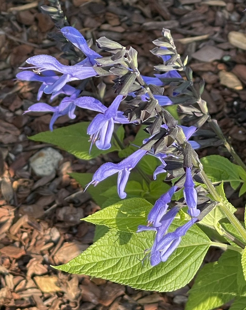 Cyndi Stivers tweet media