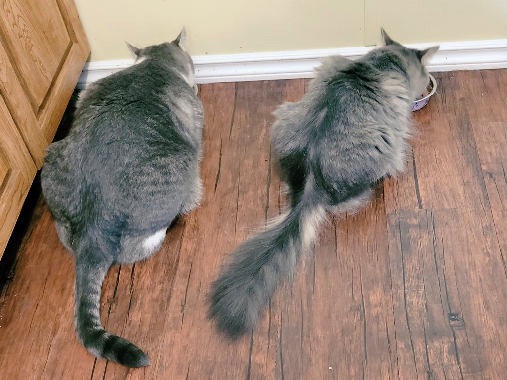Mom said she didn't appreciate us yelling at her for breakfast this morning before she even got the coffee made. Excuse us but we come first. 🐾 Raven &amp; Sparrow #cats #CatsofTwittter #SundayMorning #SundayThoughts