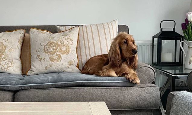 ArlingtonRes's tweet photo. How to keep your #HomeClean If You Have a dog - from pet showers to hair hoovers: #londonproperty #maidavale #regentspark #stjohnswood #estateagent #property https://t.co/M5DKtD4anm https://t.co/xfb06M1E2M