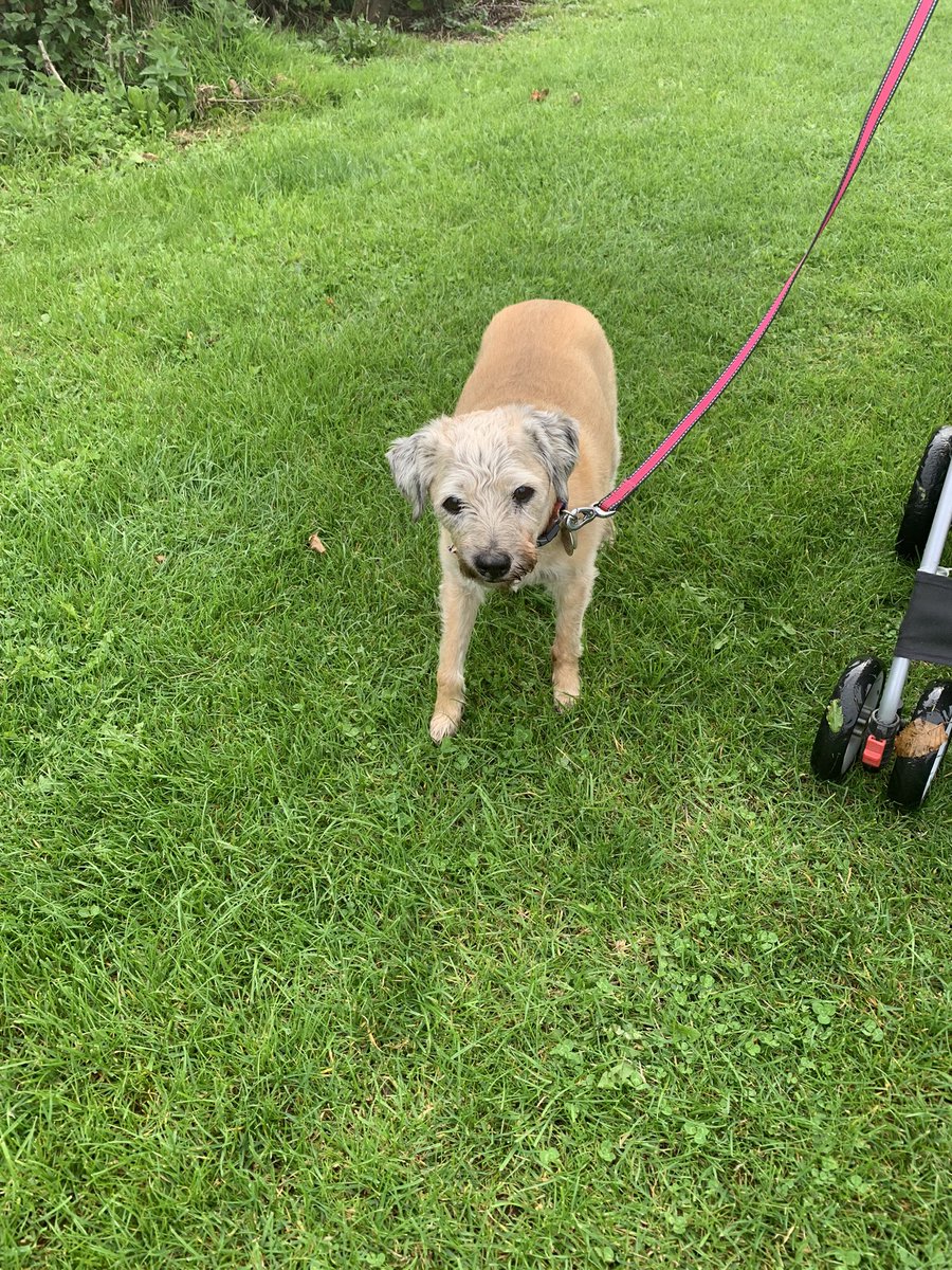 ScoobyandMillie's tweet photo. Played out today and met up with our friends @Superdoodledogs and Poppy. Can’t wait for Dudley to get bigger so he can play borlee with us #Doodles #doodledogs #cockapoosoftwitter #sundayvibes #DogsOnTwitter https://t.co/WfihihCP8L