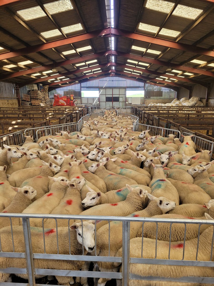 Any winter grazing available long or short term for ewes or lambs?please RT thank you