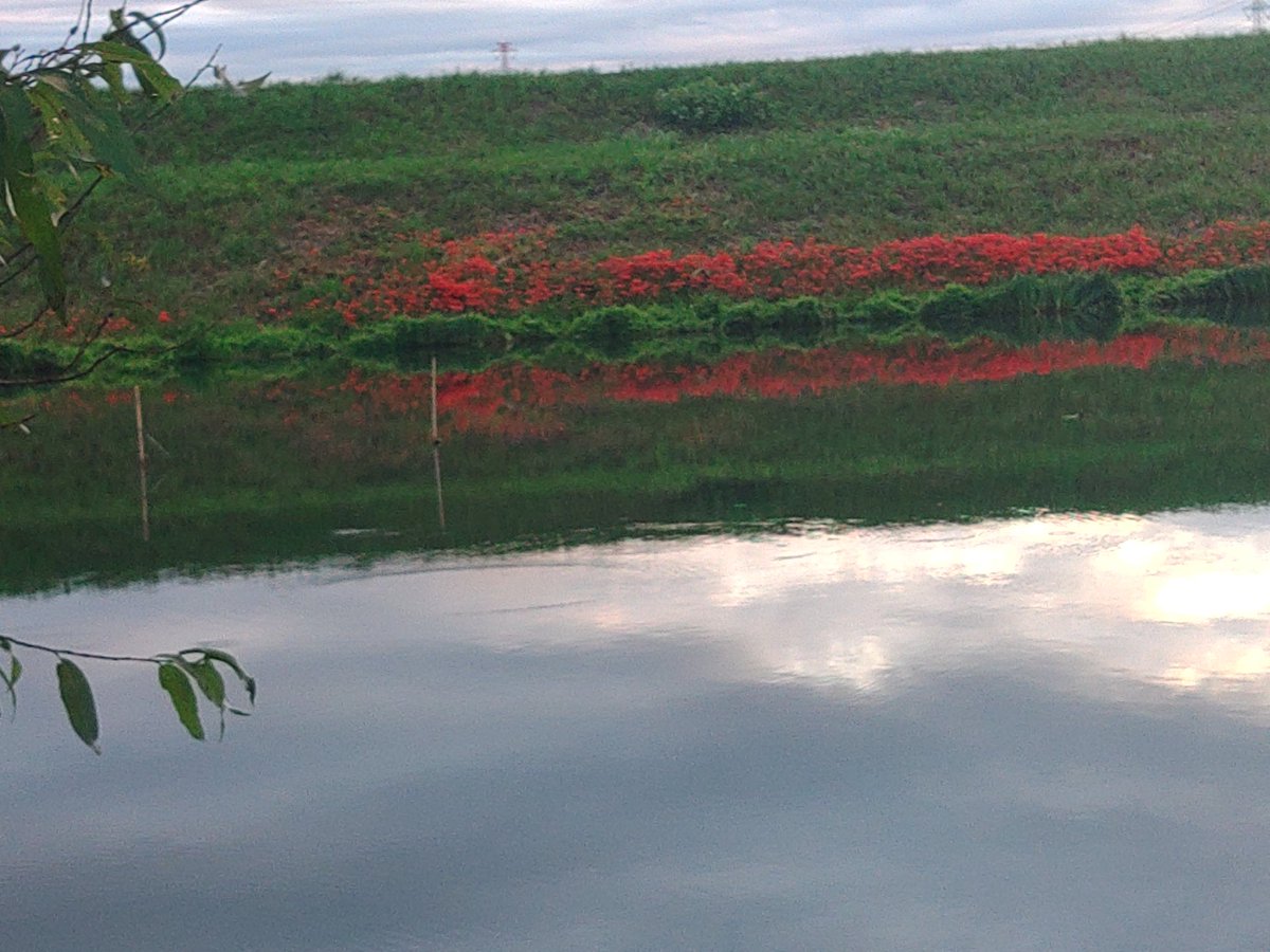 #津屋川ひがんばな