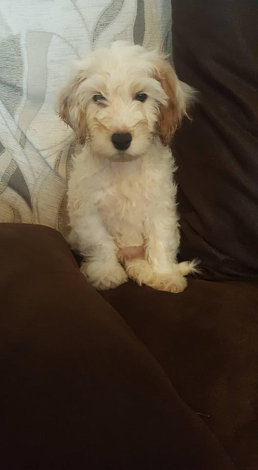 HarleyLedwidge's tweet photo. 6 years ago I found my forever home 💙 https://t.co/2gmXTVlJRh