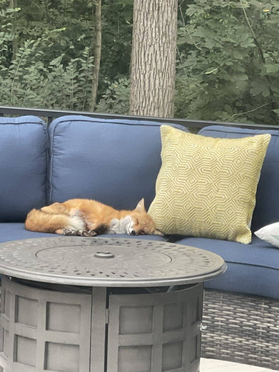 jaime4evah's tweet photo. PEOPLE: there is a fox sleeping on my deck!!! I am in love. https://t.co/3YyfueQFPo