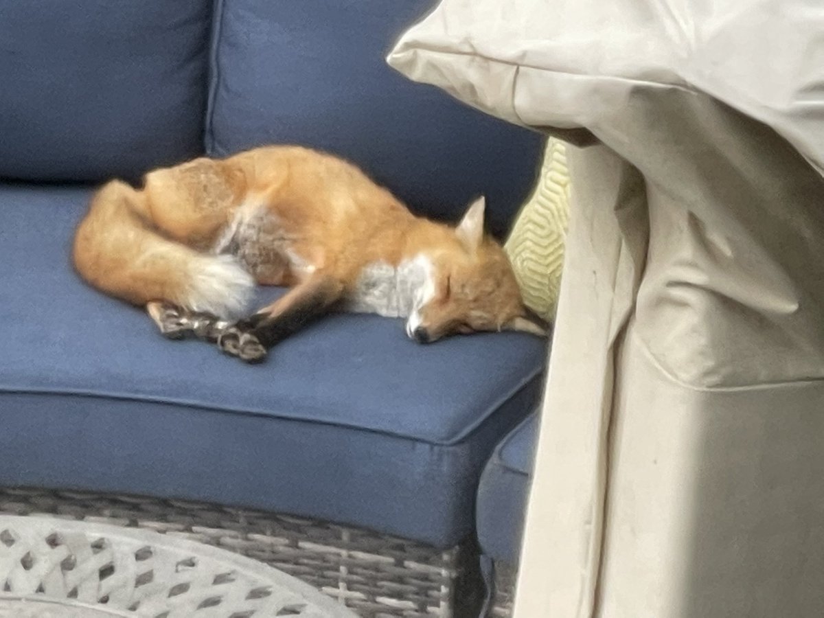 PEOPLE: there is a fox sleeping on my deck!!! I am in love.