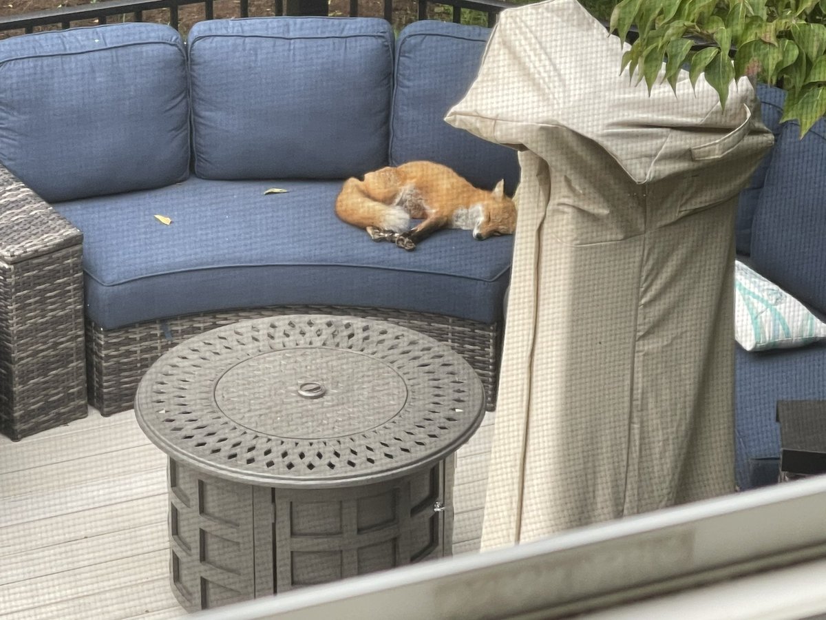 jaime4evah's tweet photo. PEOPLE: there is a fox sleeping on my deck!!! I am in love. https://t.co/3YyfueQFPo
