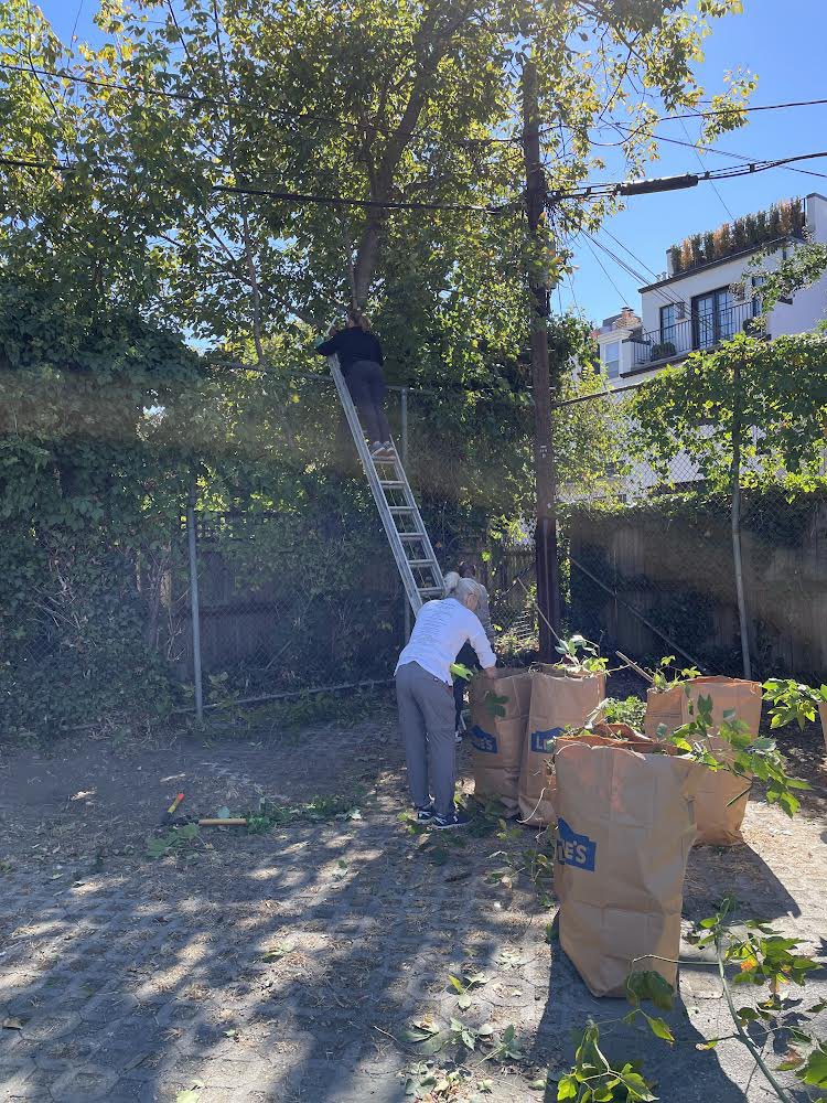 PeabodyLibrary1's tweet photo. What an amazing partnership w master gardeners from the program @udc_edu , other garden volunteers, neighbors, a parent &amp; a teacher to remove invasive vines &amp; plants from fences surrounding the Peabody School and play areas. Amazing progress was made!Thx to @CHCSPTA for snacks! https://t.co/D0iC8M0O4g