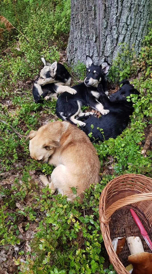 damian_zurawski's tweet photo. Nie wystarczy urodzić się człowiekiem, trzeba nim jeszcze być!
Dzisiaj Pani Adrianna, która wybrała się na grzyby między Laskowem a Mniszkiem (Jędrzejów) znalazła w środku lasu porzuconą suczkę z trzema maluchami.. 💔
Proszę o RT i SZUKAMY kochających domów dla czworonogów.🙏 https://t.co/awWzU5UOB9