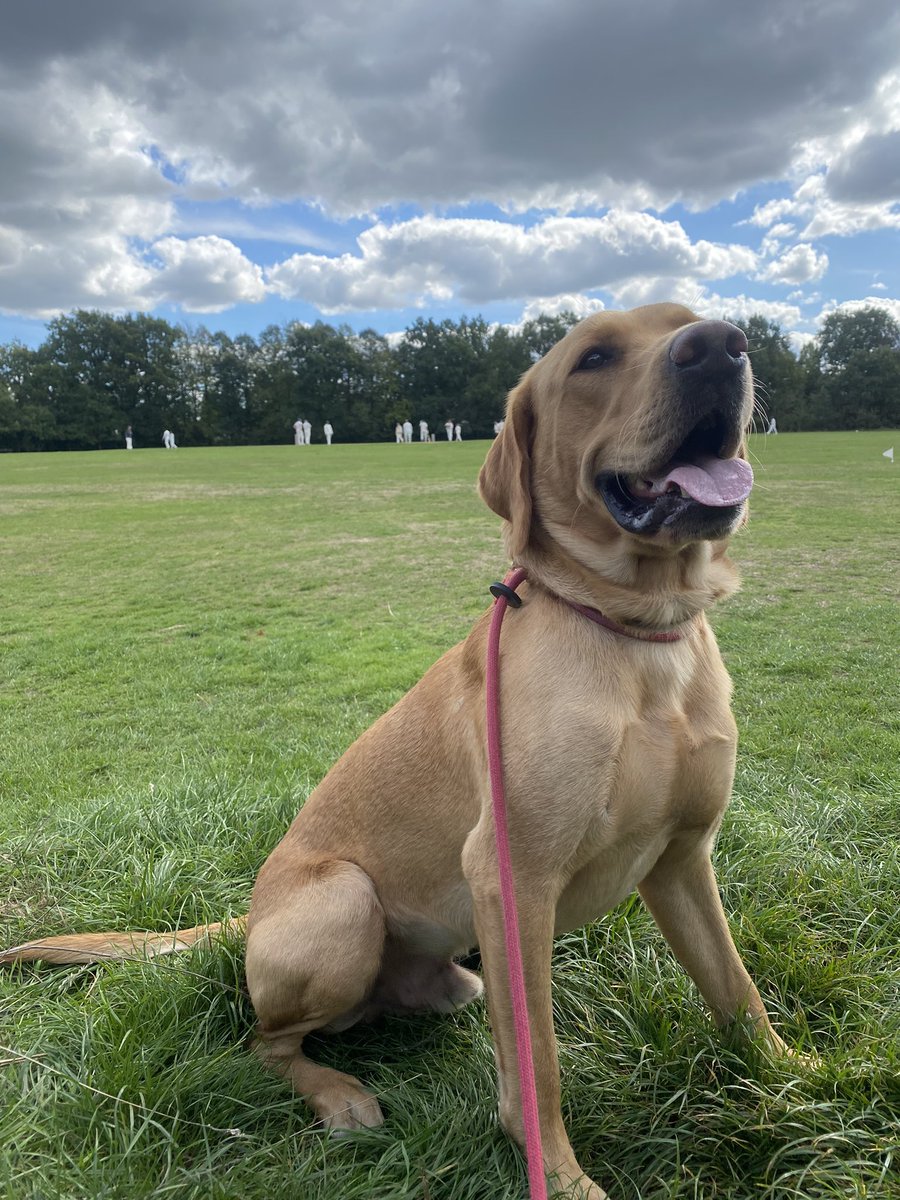 emmahlc's tweet photo. Rufus enjoying Chislehurst Cricket Club’s match today 🧡 @dogsatcricket https://t.co/P08aGFkajQ