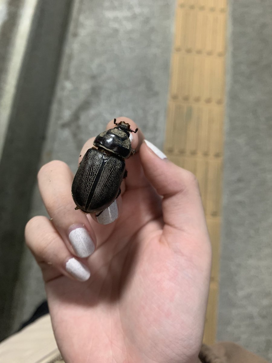 東北武器 tweet media
