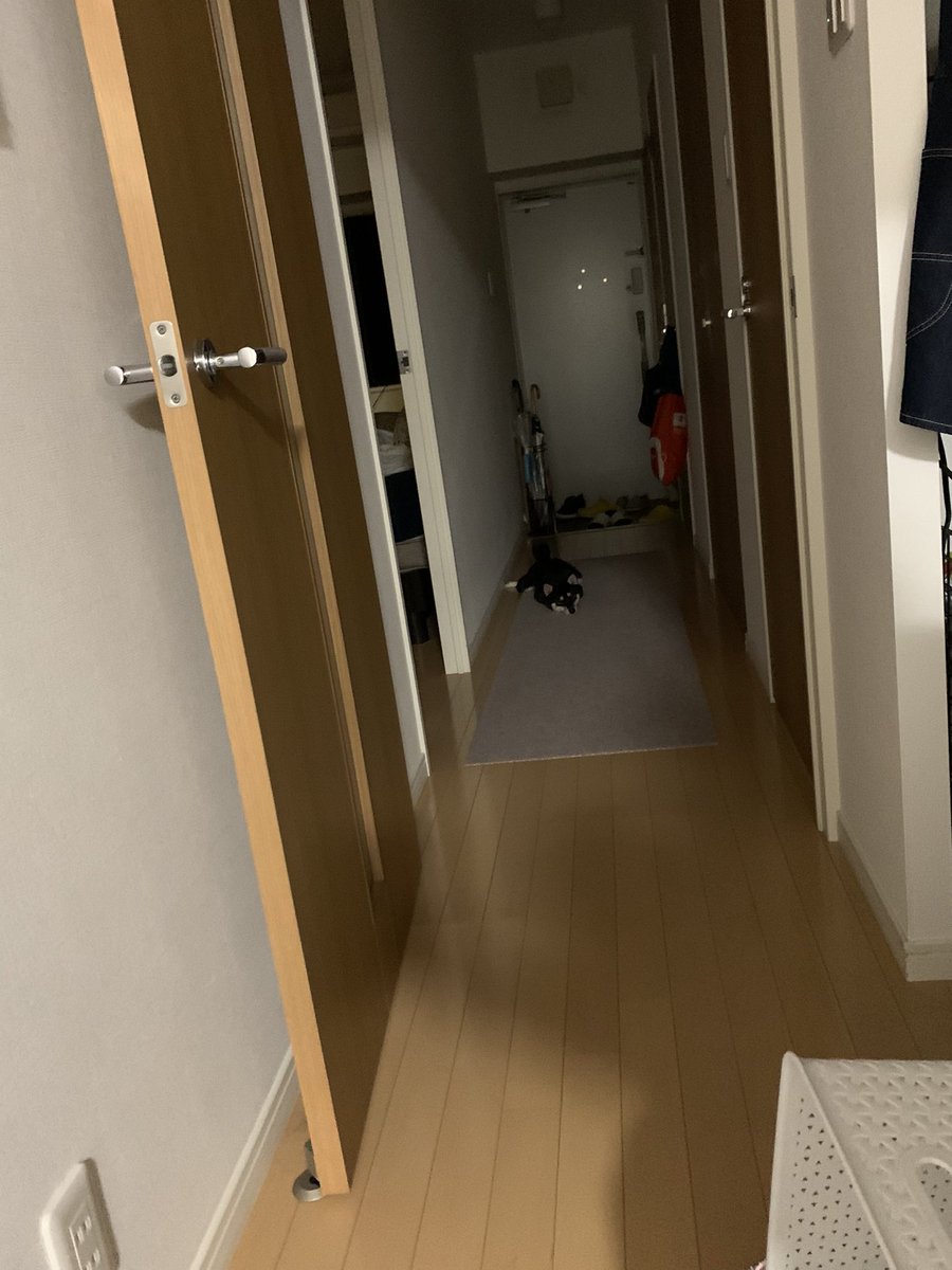 mmsjdudhsjsdbdh's tweet photo. なんか落ちてました笑　#柴犬 https://t.co/lOoSJ9Gyt0