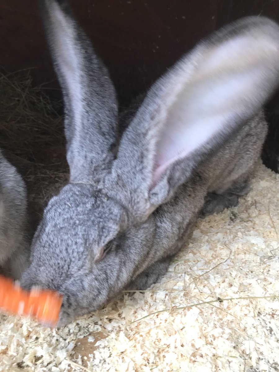 maycats56's tweet photo. Look at the ears. Only 5 months old. There Dad is Lewis https://t.co/oHp5baEfN7