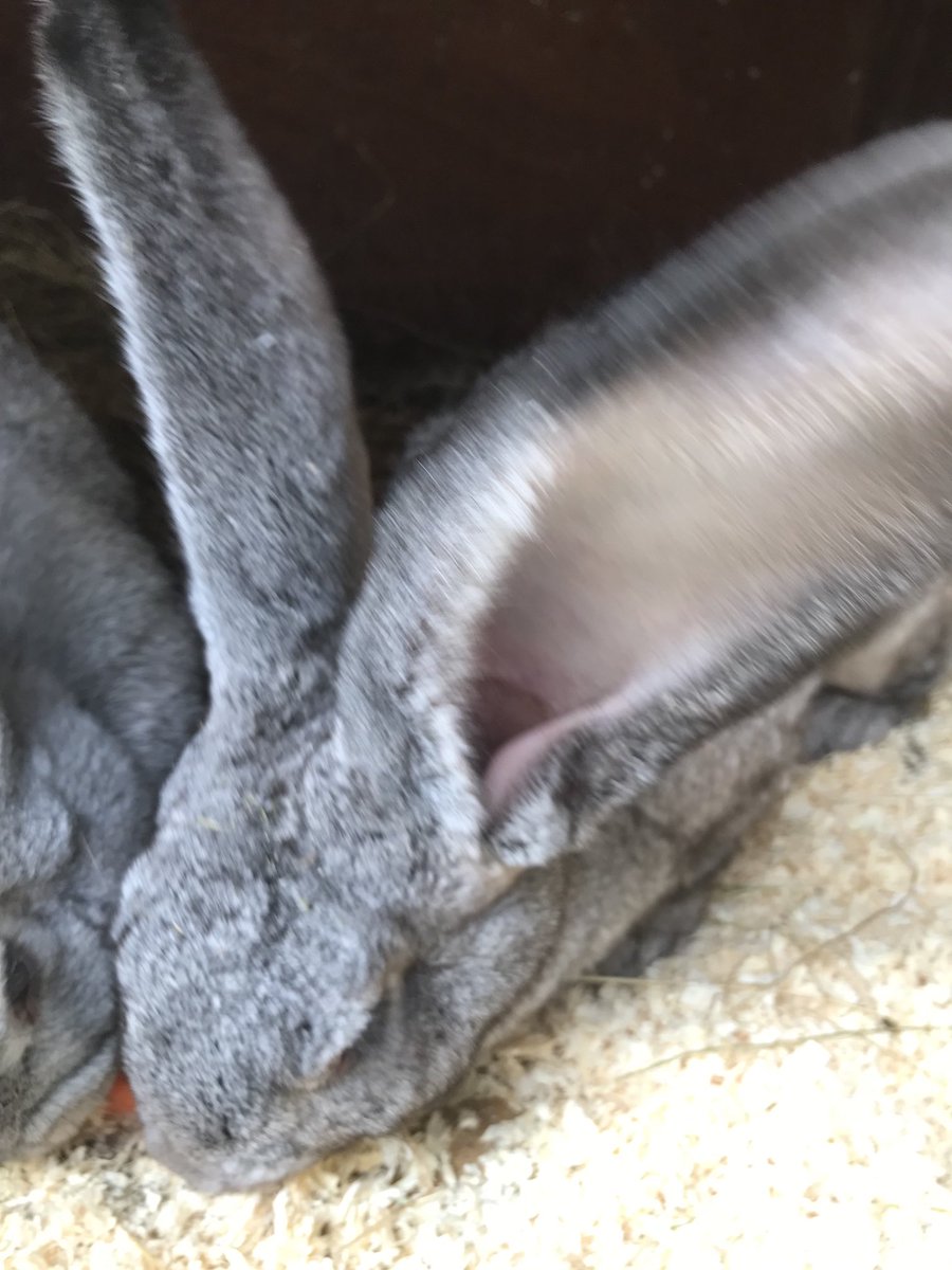 maycats56's tweet photo. Look at the ears. Only 5 months old. There Dad is Lewis https://t.co/oHp5baEfN7