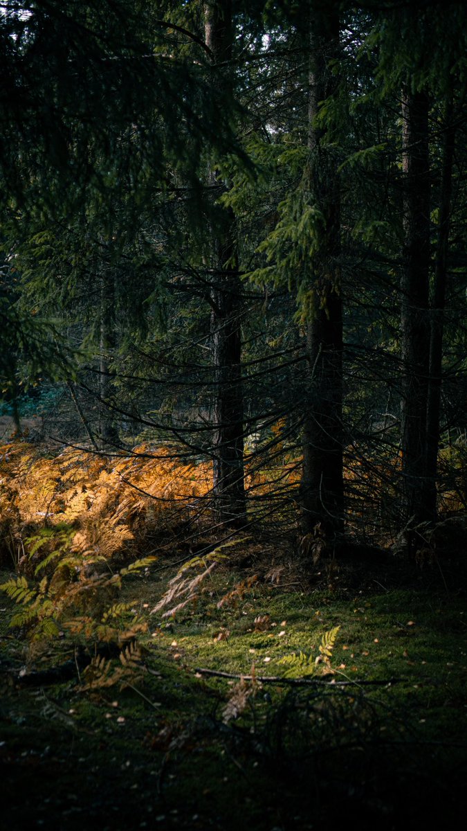 Dr1nkM0r3C0ff33's tweet photo. Into the woods
#sonyalpha #sonyusers #samyang #35mm #forest #NaturePhotography #landscapephotography https://t.co/ulrWE9rD1p