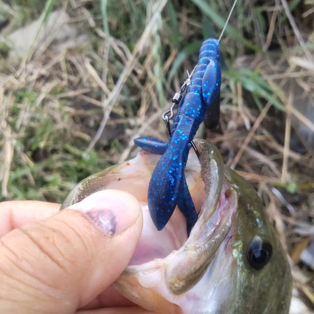 Stallion4829's tweet photo. 今朝も30分だけ近所の母なる大河筑後川へ✋
#筑後川
#バスフィッシング
#bassfishing
#pazdesign
#マルチポーチ
#zpi
#alcancergc
#zelos
#zelosmcハンドル
#evergreeninternational
#combatstickheracles
#noike
#donkyboo
#noikeマーケティング https://t.co/zYTPXefkLF