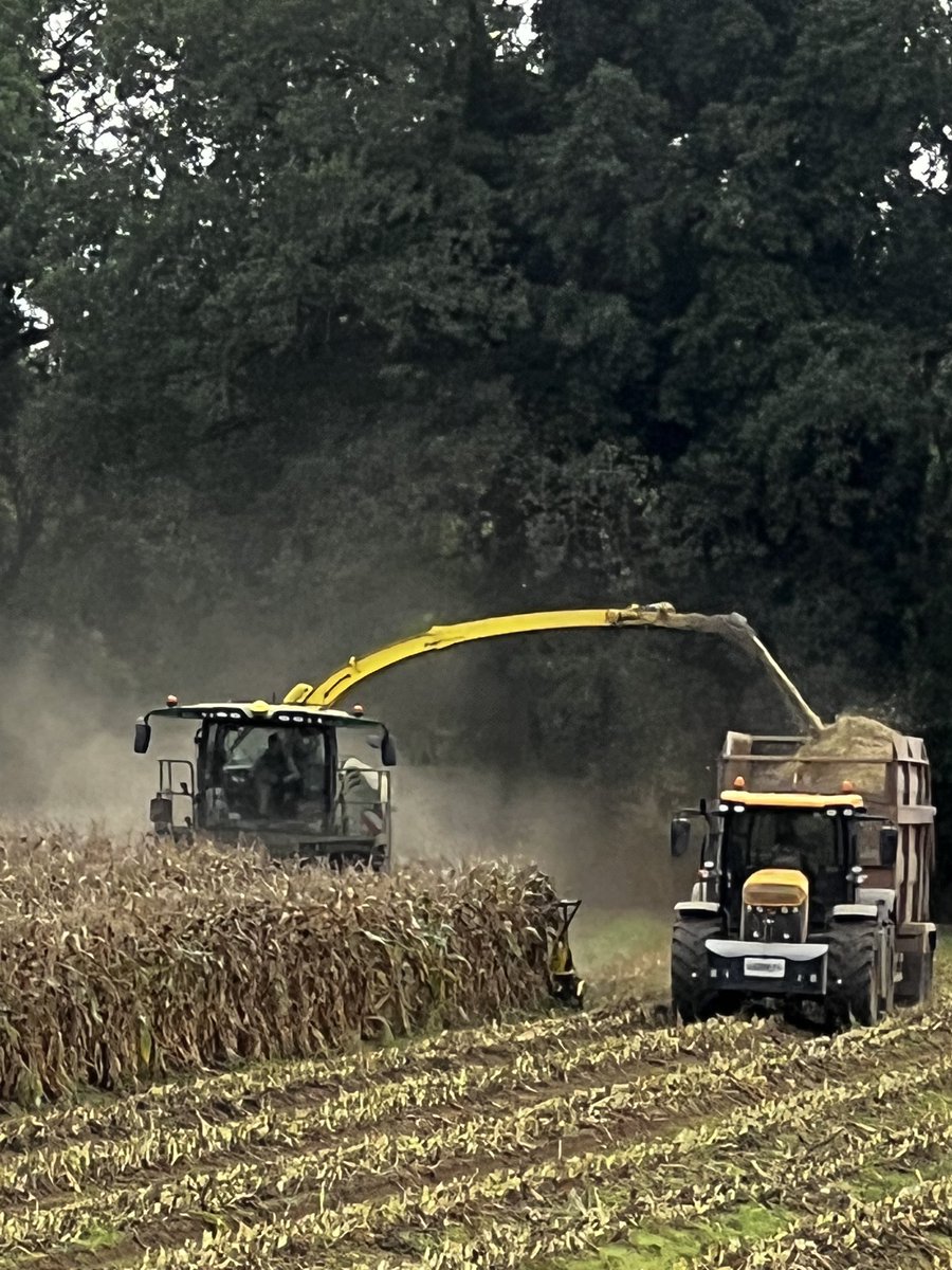 Last field of maize 2022