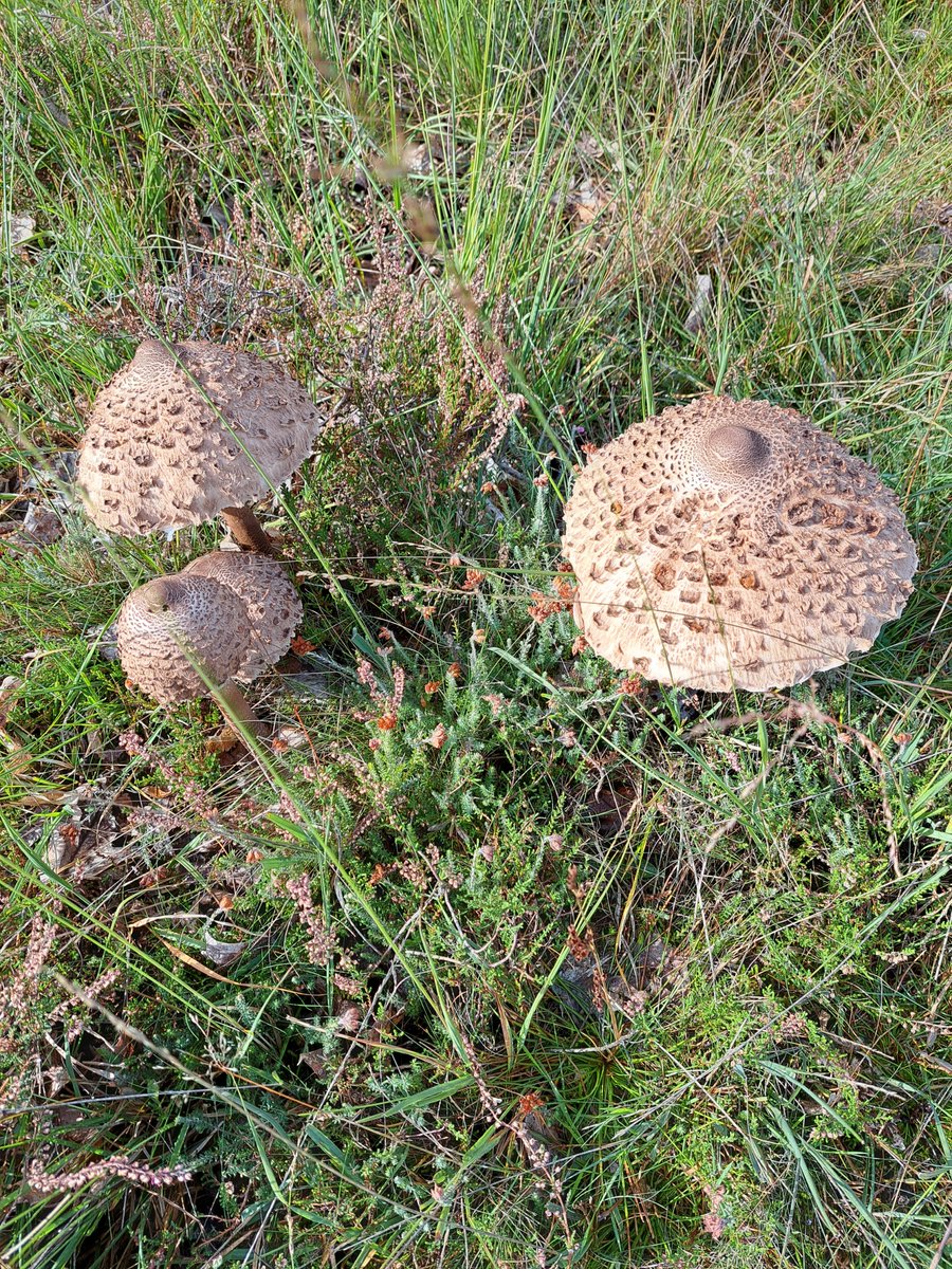 chanhoed's tweet photo. #Fall #NaturePhotography #Scottishhighlander #mushrooms #clouds 🐂🍄🍂🍁 https://t.co/g0m16LBvoN