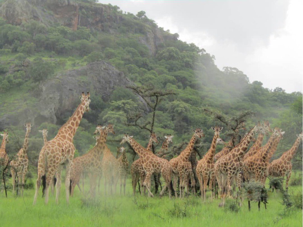 MTWAUganda's tweet photo. Awe inspiring everytime one bumps into these beautifully patterned graceful giraffes! @ExploreUganda 🇺🇬 to enjoy unlimited nature encounters like these in our iconic National Parks &amp; Game Reserves. https://t.co/5JieyRtWp8