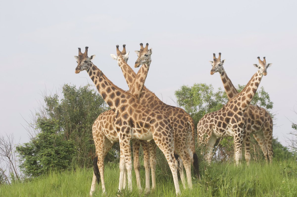 MTWAUganda's tweet photo. Awe inspiring everytime one bumps into these beautifully patterned graceful giraffes! @ExploreUganda 🇺🇬 to enjoy unlimited nature encounters like these in our iconic National Parks &amp; Game Reserves. https://t.co/5JieyRtWp8