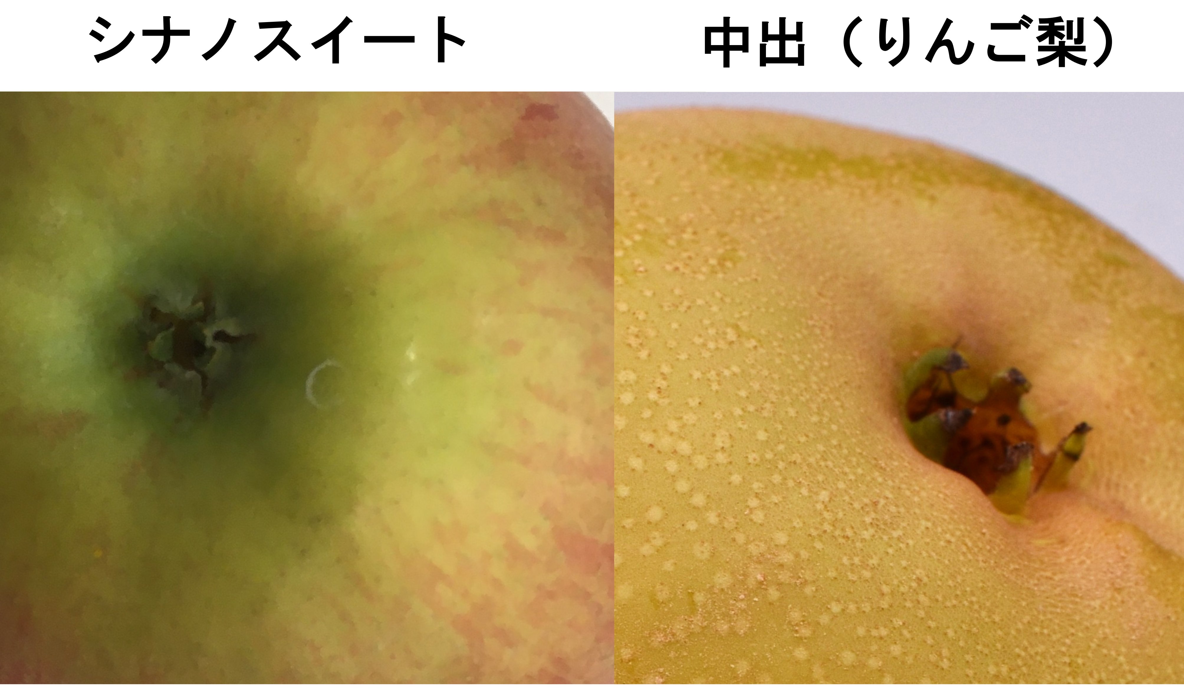 تويتر 猫ちくわ على تويتر りんご 梨 どっちなんだ 二十世紀梨の変異です ちゃんと 中出 の名で登録されています おしり部分に特徴がありますが 他の品種でも似たところがあるので 何とも 希少な類です T Co Ci0xygvth2 Tikuwapop かおり梨に