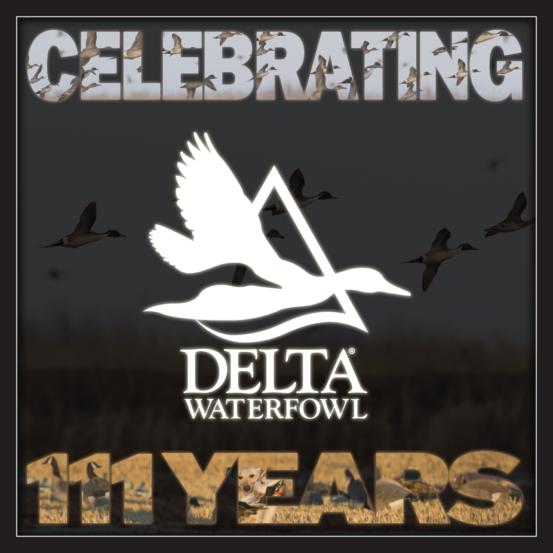 DeltaWaterfowl's tweet photo. We were wondering if you knew who has a birthday today? (🥳It’s us! We’re 111!🎊) What's your favorite thing about #TheDuckHuntersOrg?
https://t.co/dufmDkcvYk https://t.co/qy9PJLjrC8