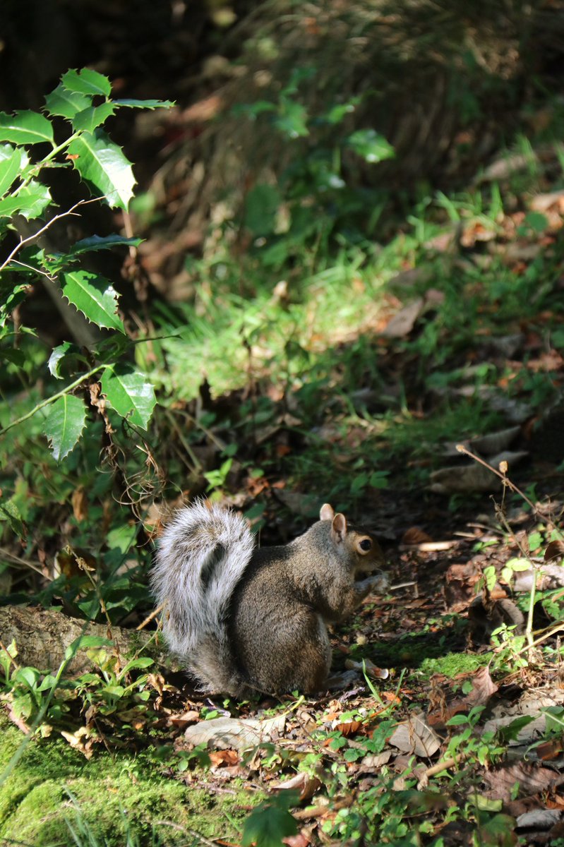 Uncavin's tweet image. A squirrel.