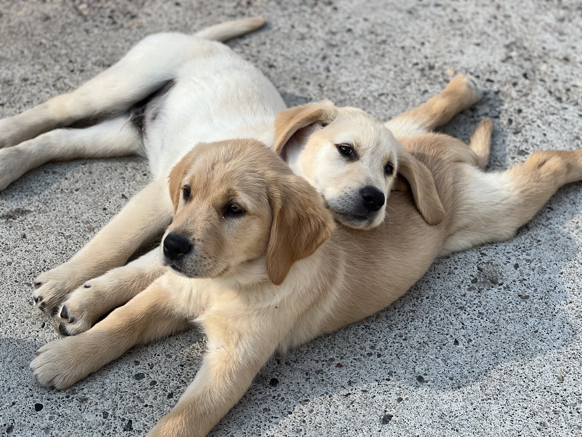 ECADServiceDogs's tweet photo. "You make such a great pillow!!"...Fish litter looking for nursery homes!
#volunteer #servicepups #puppies #bestservicedogs #bestfriends
https://t.co/lF7a0AvV4q https://t.co/XhbFWw5SLs