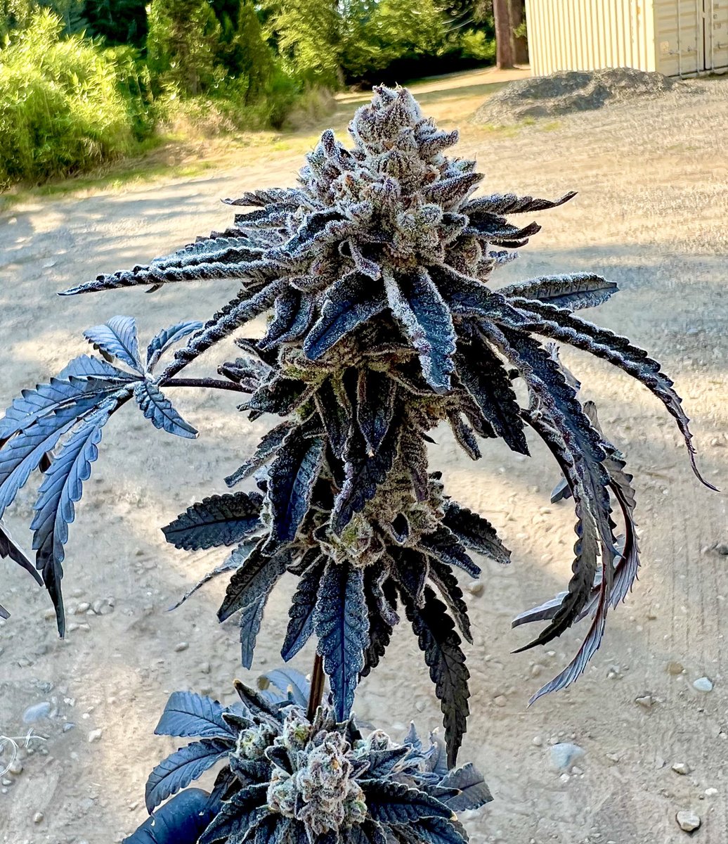 Let’s try a little Exotic Genetix #giveaway for a Pack of this Dipz!!! 🍪🥛🍒

🚨Rules… 
• Follow <a href="/exoticgenetix/">Exoticgenetix</a> 
• Like + Retweet
• Tag 3 friends 

🎉 I’ll announce a winner here on twitter in 24 hours!!! Good luck everyone!!! #exoticgenetix #itsalifestyle