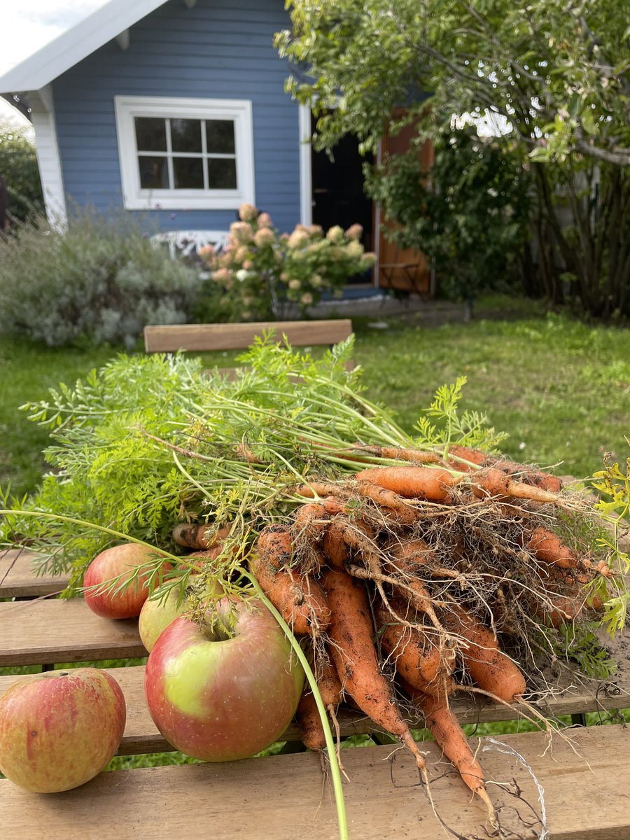 heute im #Schrebergarten #herbst #gartenglück #garten