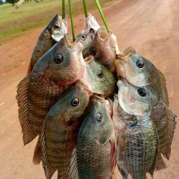 PRACAquatics's tweet photo. Prac Aquatics limited not only helps you to start but also get you ready market, so anyone with fish tilapia from 50g and above we are buying it .For consultancy and rearing system construction services and all Agriculture inputs
Call +256700339000 or
WhatsApp +256701972215 https://t.co/UEqRcZvQNV